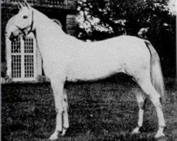 broodmare Rose of France ox (Arabian purebred, 1926, from Raswan 1921 ox)