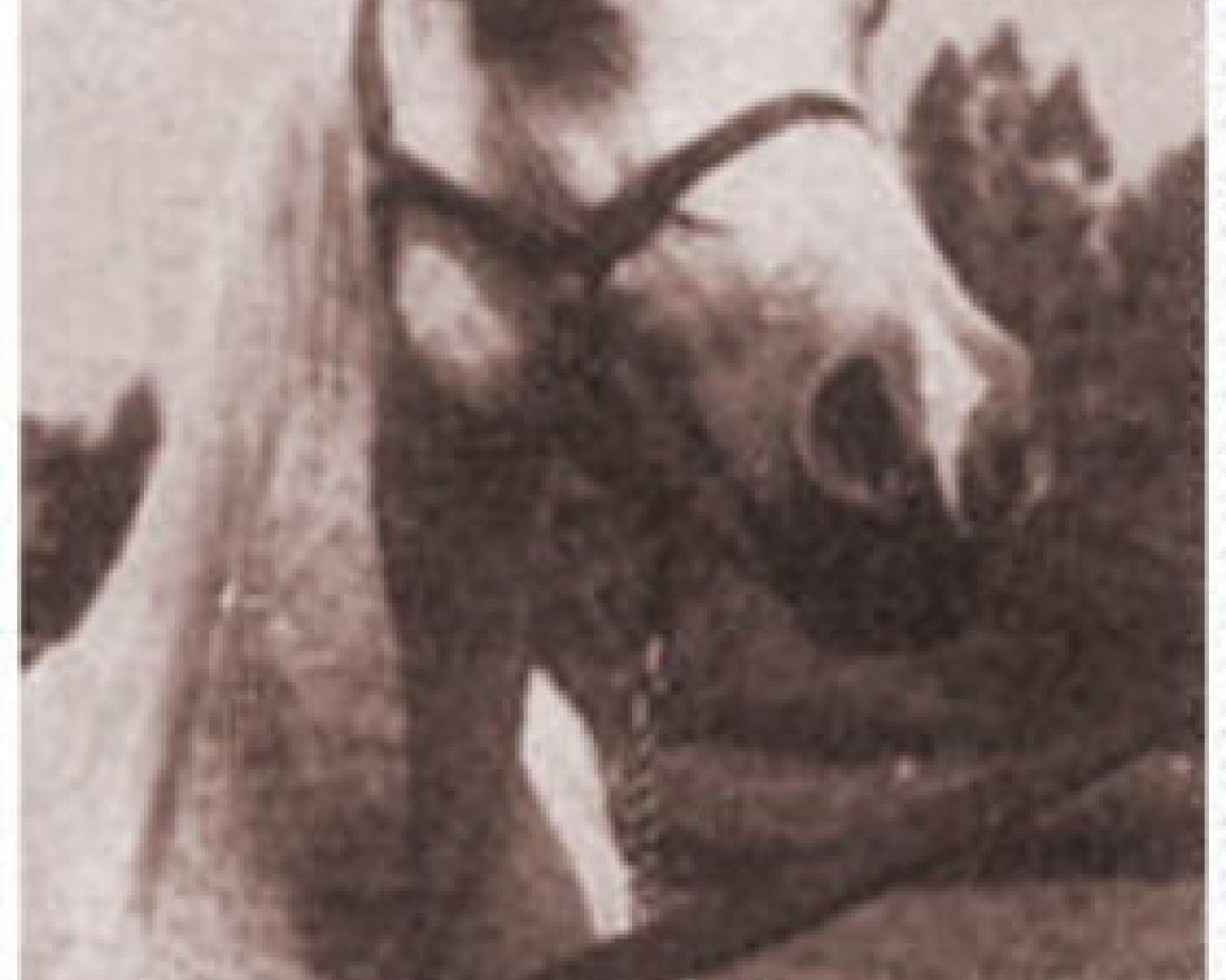 broodmare Bride Rose ox (Arabian purebred, 1938, from Ronek ox)