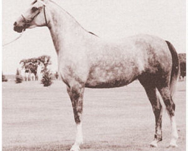 broodmare Gali-Rose ox (Arabian purebred, 1948, from Galimar ox)