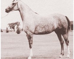 broodmare Gali-Rose ox (Arabian purebred, 1948, from Galimar ox)