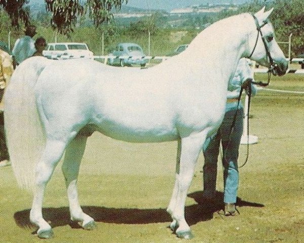stallion Ferneyn ox (Arabian purebred, 1944, from Ferseyn ox)