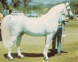 stallion Ferneyn ox (Arabian purebred, 1944, from Ferseyn ox)