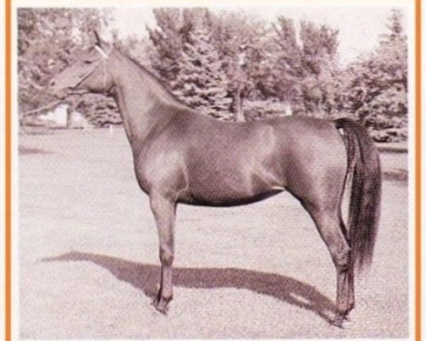 broodmare Gay-Rose ox (Arabian purebred, 1957, from Ferzon ox)