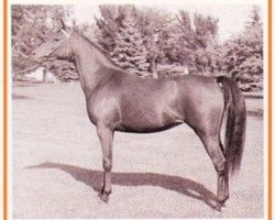 broodmare Gay-Rose ox (Arabian purebred, 1957, from Ferzon ox)