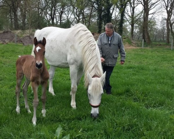 dressage horse Mithras Vom Wartenberg (Holsteiner, 2018, from Million Dollar)