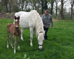dressage horse Mithras Vom Wartenberg (Holsteiner, 2018, from Million Dollar)