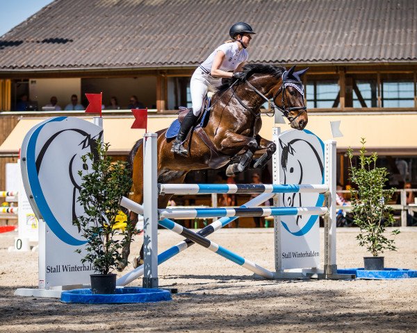 jumper Costa Rica III CH (Swiss Warmblood, 2009, from Chameur)