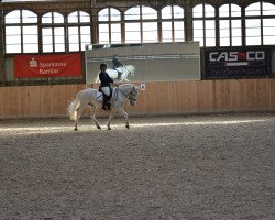 Dressurpferd Harrow's Ismoli (Camargue-Pferd, 2007, von Harrow Del Delta)