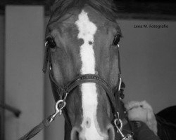 jumper Devil Deluxe (German Sport Horse, 2013, from Cellestial)