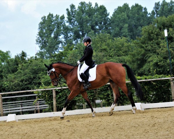 Pferd Quienna (Oldenburger, 2010, von Quintender 2) Pferd Quienna (Oldenburger, 2010, von Quintender 2)