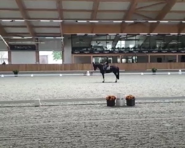 Springpferd Cascada M (Hannoveraner, 2010, von Conteur) Springpferd Cascada M (Hannoveraner, 2010, von Conteur)