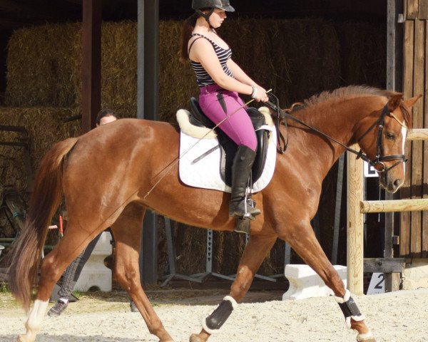 broodmare Diva de Calista (Hanoverian, 2010, from Dancier)