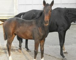 dressage horse Die Dame SL (Hanoverian, 2012, from Dannebrog)