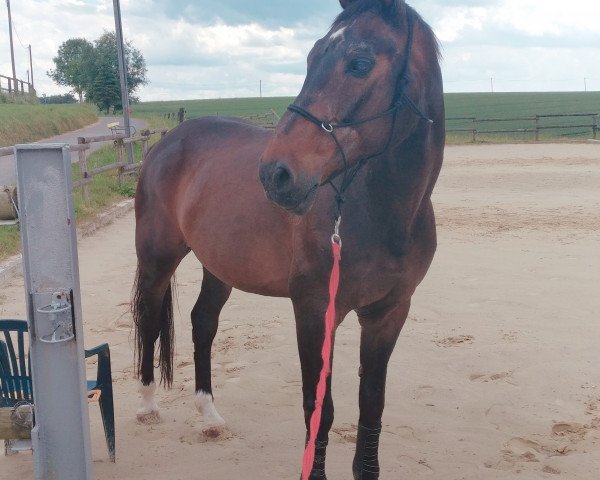 horse William 191 (Westphalian, 1996, from Weinzauber)