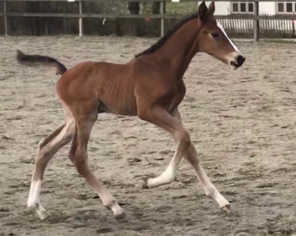 horse Balou de Casall (Holsteiner, 2018, from Balou du Rouet)