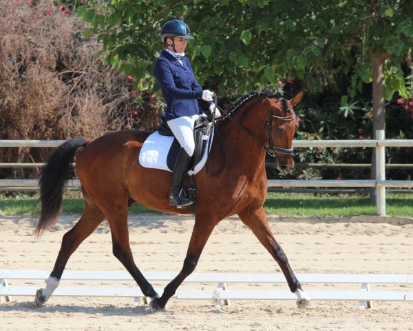 horse Johnson Beach G (Luxembourg horse, 2012, from Glock's Johnson Tn)