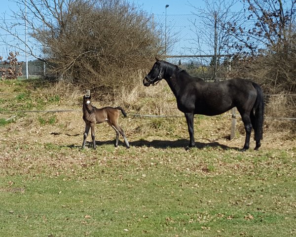 Zuchtstute Highdy 2 (Hannoveraner, 2007, von His Highness)