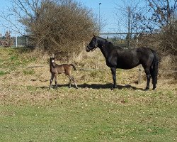 broodmare Highdy 2 (Hanoverian, 2007, from His Highness)