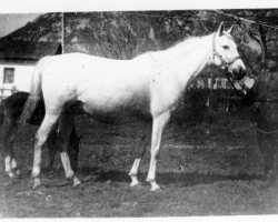 broodmare Konfederacja ox (Arabian purebred, 1929, from Farys II ox)