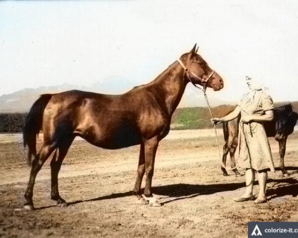 broodmare Kralia ox (Arabian purebred, 1940, from Ofir 1933 ox)