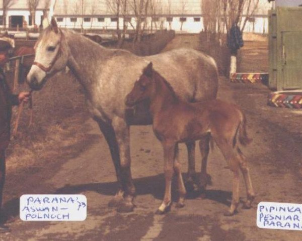 broodmare Parana ox (Arabian purebred, 1973, from Aswan 1958 EAO)