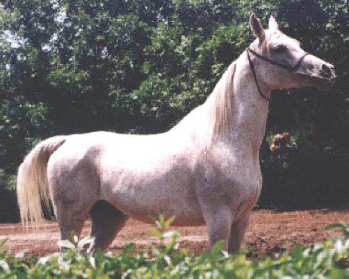 broodmare Pipinka ox (Arabian purebred, 1980, from Pesniar 1975 ox)
