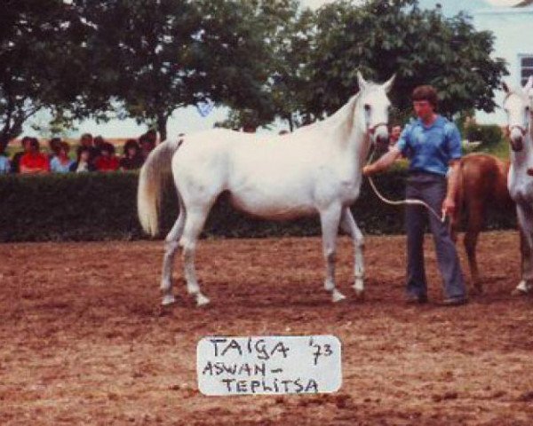 broodmare Taiga ox (Arabian purebred, 1973, from Aswan 1958 EAO)