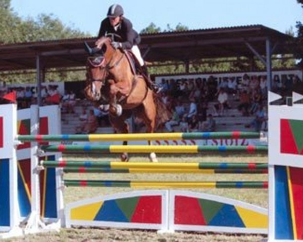 horse Zeno 16 (Oldenburg, 1995, from Zeus)