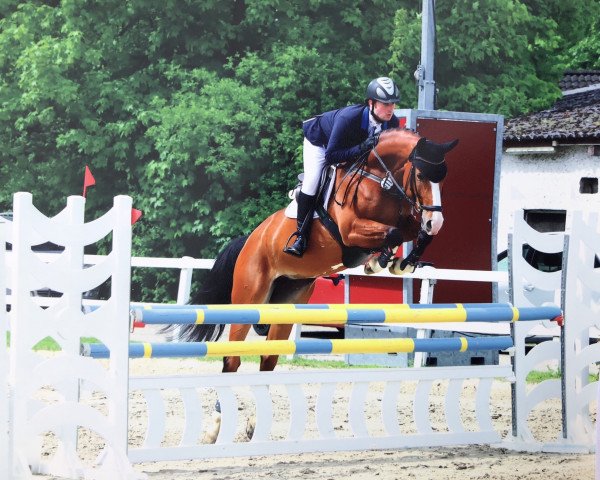 jumper Colina (Westphalian, 2013, from Cup Cooper)