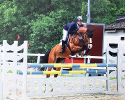 jumper Colina (Westphalian, 2013, from Cup Cooper)