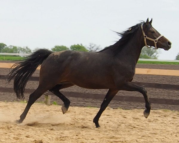 broodmare Bijou (Oldenburg, 2011, from Belstaff)