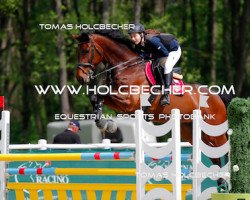 jumper Ab 19 Gipsy King (Holsteiner, 2005, from Contender)