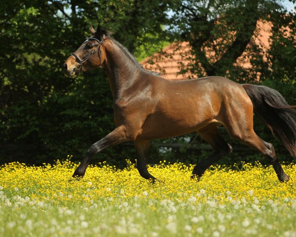 Pferd Karlito (Trakehner, 2013, von Iskander)