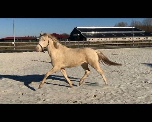 horse Bluemello (German Riding Pony, 2015, from Big Magic Moment)