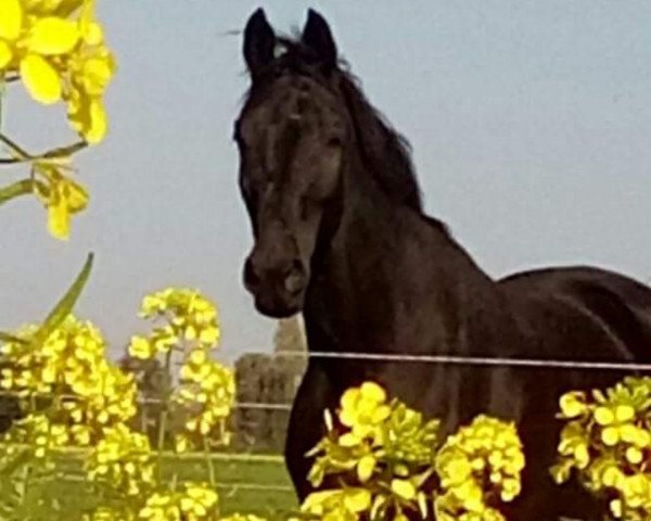 Dressurpferd Rhudy M (Westfale, 2008, von Rubitano)