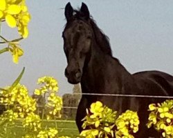 dressage horse Rhudy M (Westphalian, 2008, from Rubitano)