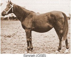 broodmare Simrieh ox (Arabian purebred, 1903, from Seyal 1897 ox)