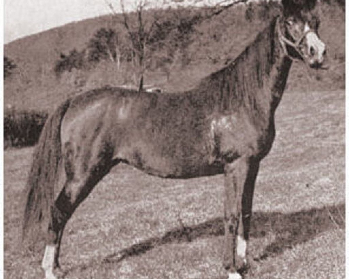 broodmare Selmnab ox (Arabian purebred, 1920, from Nawab ox)
