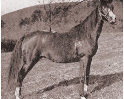 broodmare Selmnab ox (Arabian purebred, 1920, from Nawab ox)