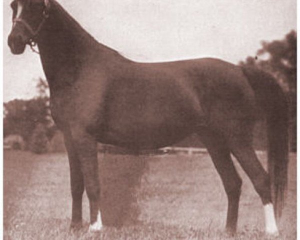broodmare Rageyma ox (Arabian purebred, 1936, from Mirage 1919 DB)