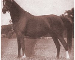 broodmare Rageyma ox (Arabian purebred, 1936, from Mirage 1919 DB)