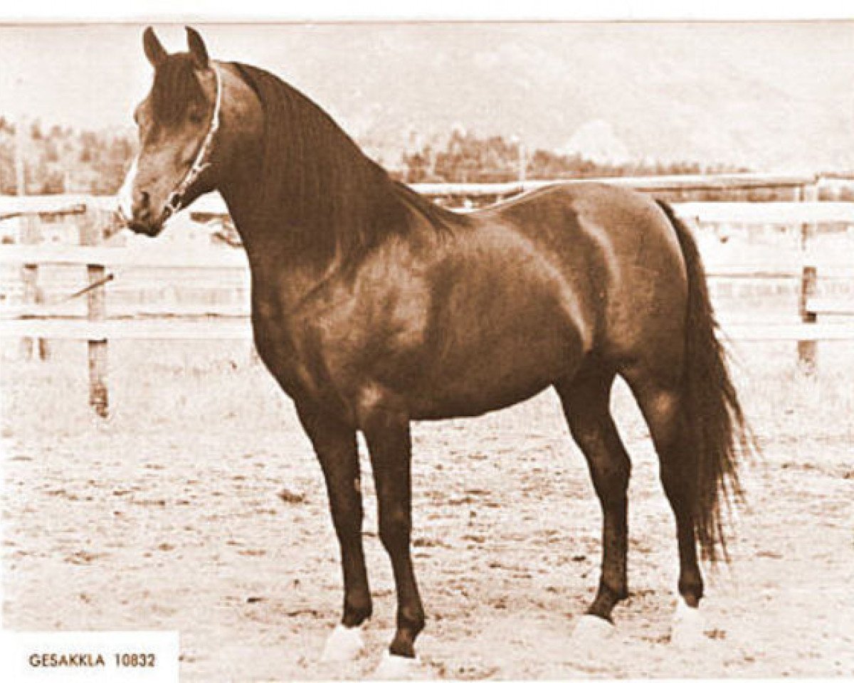 stallion Gesakkla ox (Arabian purebred, 1956, from Rasakkla)