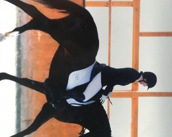 dressage horse Queen G (Hanoverian, 2012, from Quaterhall)