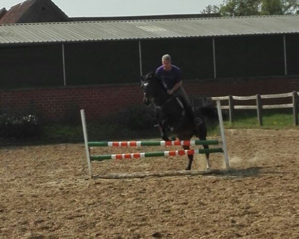 jumper La Vie Est Belle (German Warmblood, 2013, from Landgraf Georg)