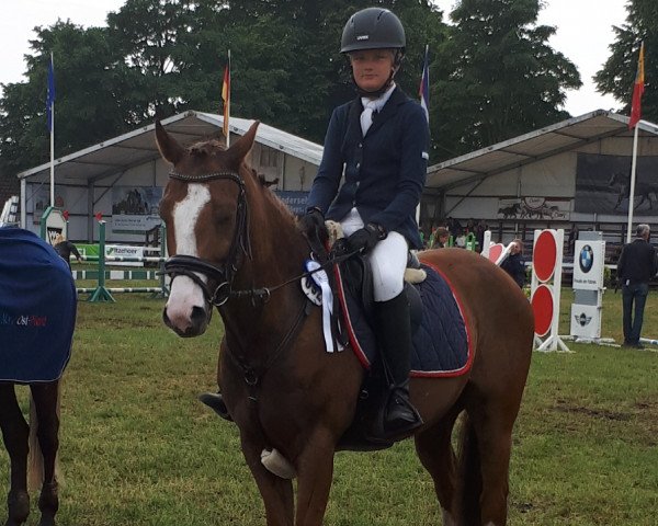 stallion St.Annens Flying Fox (German Riding Pony, 2013, from Flash Dancer xx)