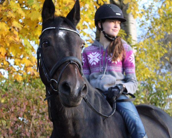 Zuchtstute Anjershof Romina (Nederlands Welsh Ridepony, 1998, von Anjershof Romeo)