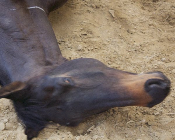 jumper Rocco du Faubourg (Selle Français, 2005, from Arpege Pierreville)