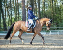 broodmare Die Da RB (German Riding Pony, 2011, from FS Don't Worry)
