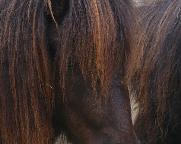 broodmare Lulu vom Rabenschloss (German Classic Pony, 2016, from Joker vom Uhlenbruch)