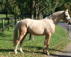 dressage horse Can Fly (Rhinelander, 2015, from Alposa's Coolman)